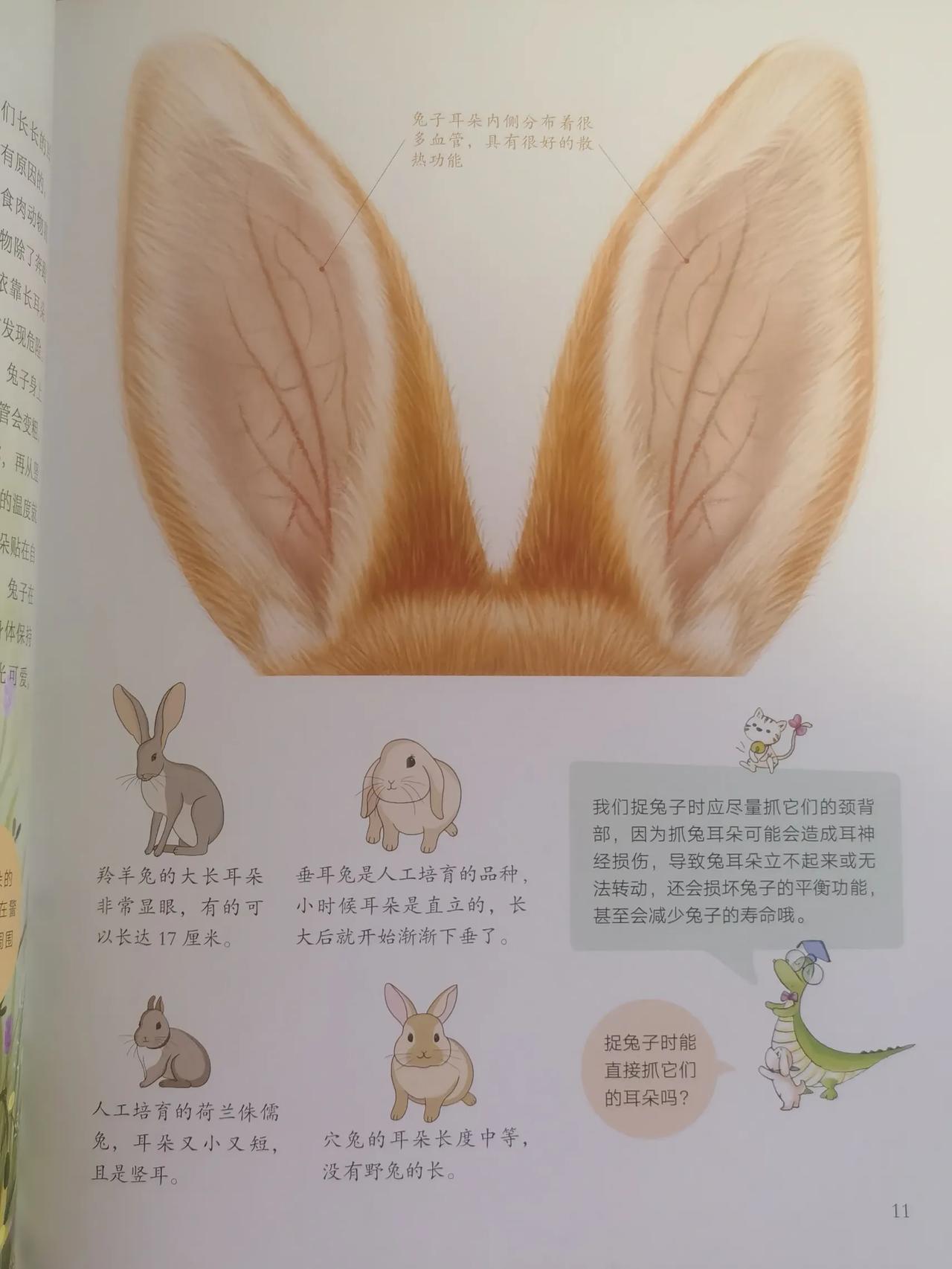 尺寸1v1长耳朵的兔子最尺寸1v1长耳朵的兔子