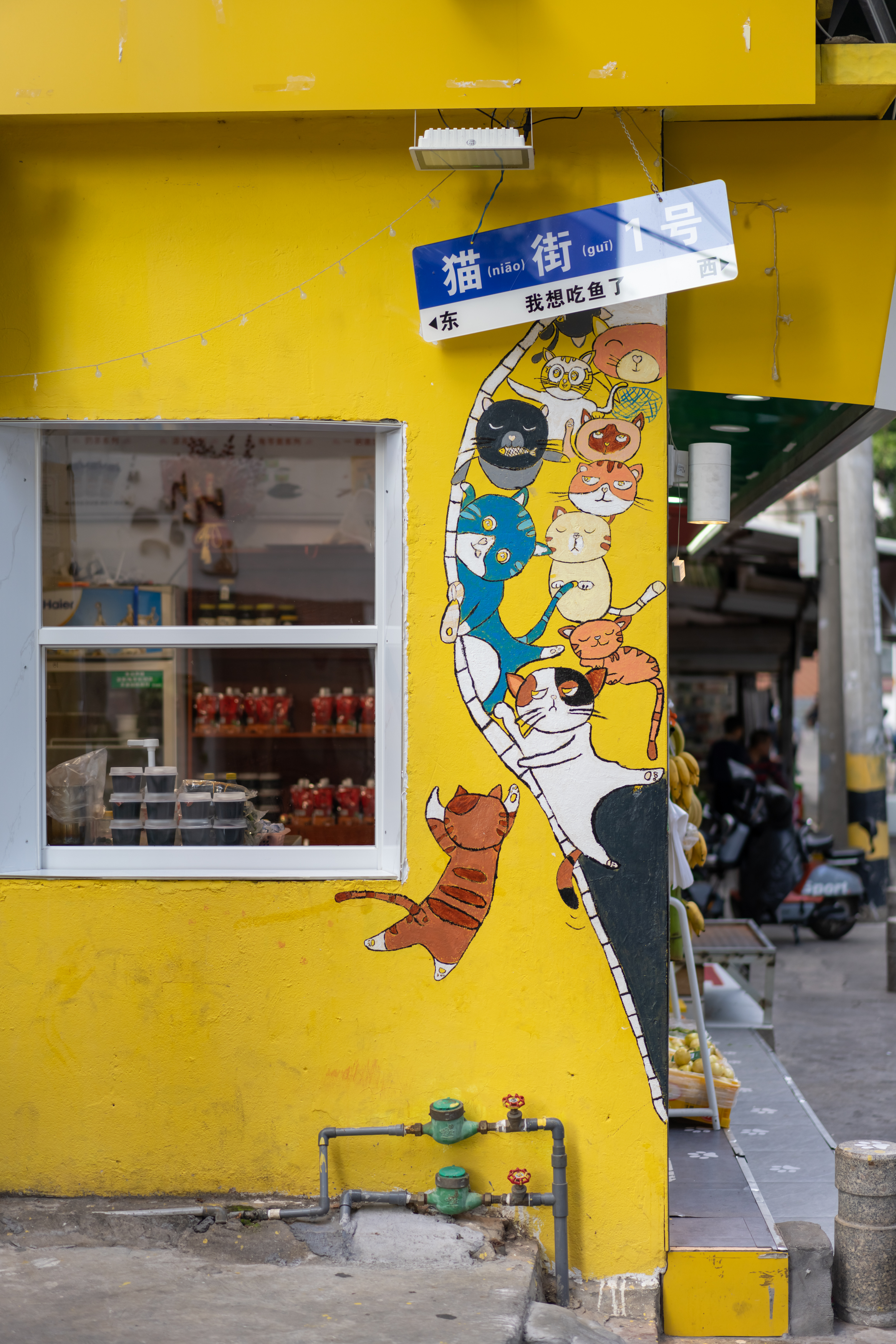 街猫街猫的生活与魅力