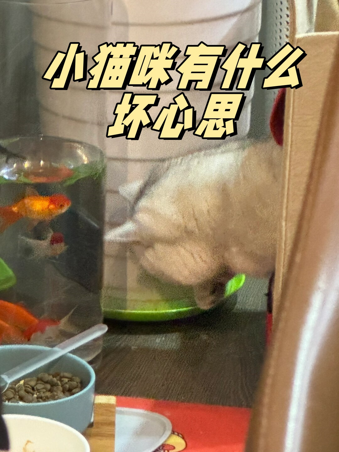 猫咪有约论坛猫咪有约论坛，探索猫咪世界的神秘角落-第2张图片