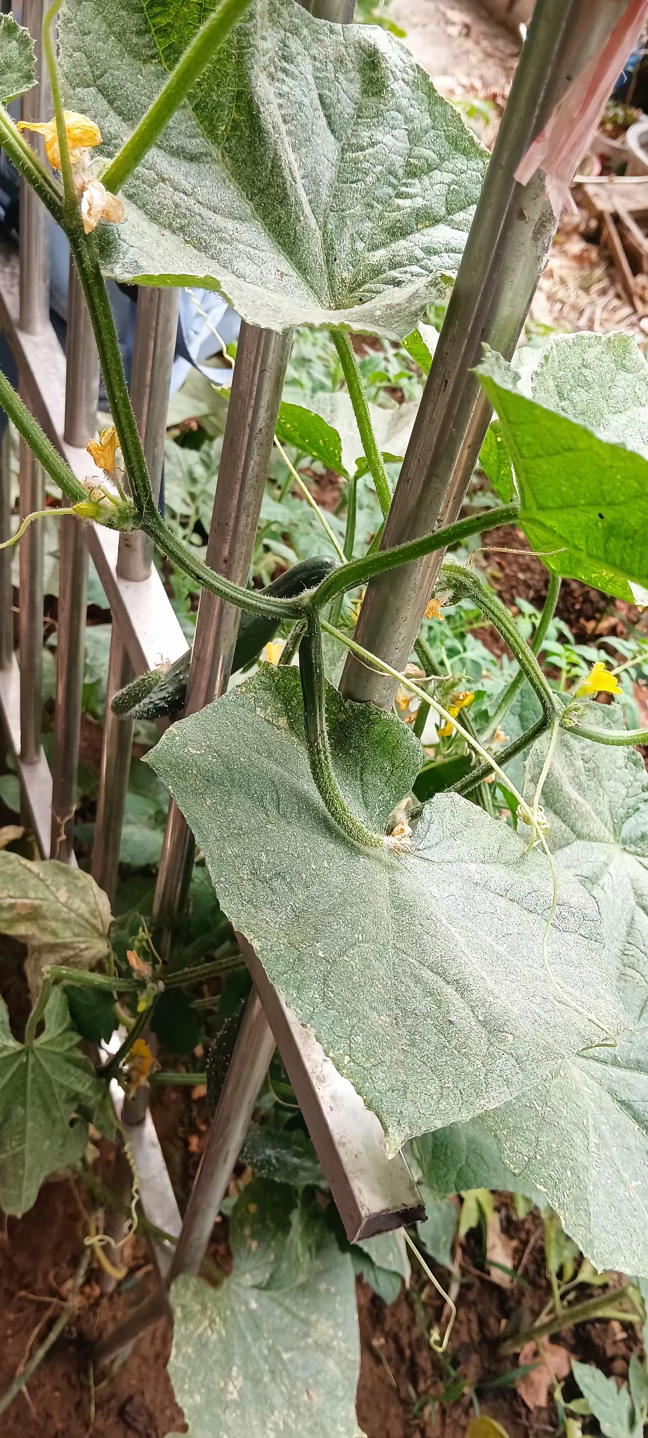 直播豆角需要什么时候浇水直播豆，直播新时代的绿色能量-第2张图片
