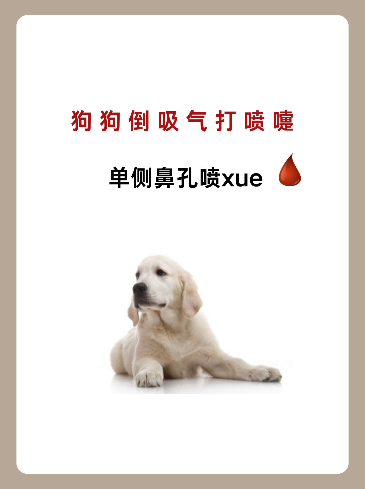 狗狗射速好烫太怕了春雨医生免费的视频狗狗射速好烫，宠爱之选-第1张图片