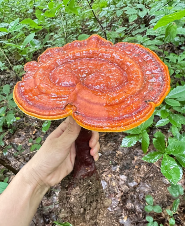 野生菌网站野生菌电影网，探索神秘菌菇的世界-第3张图片