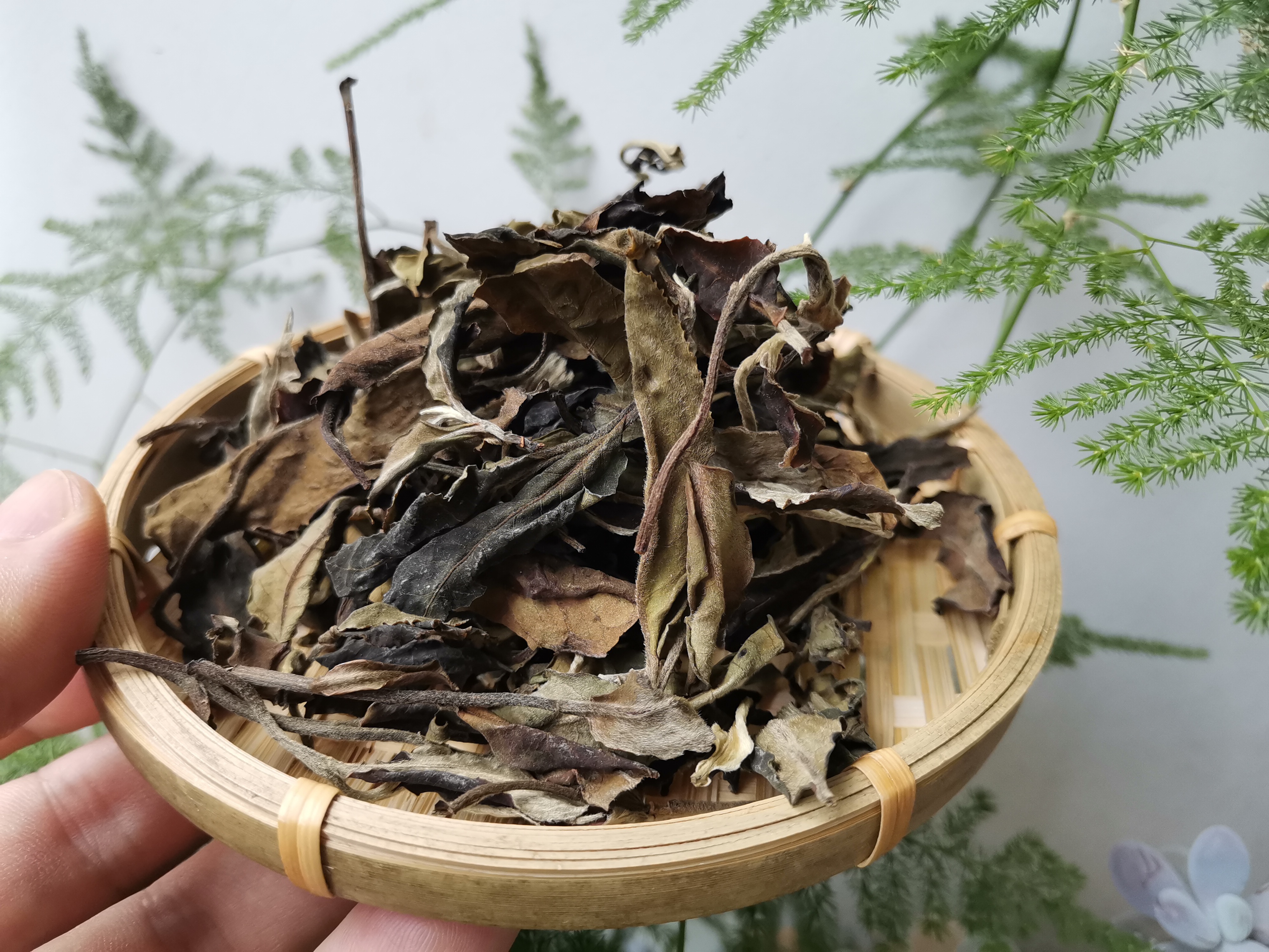白茶最出名的几种