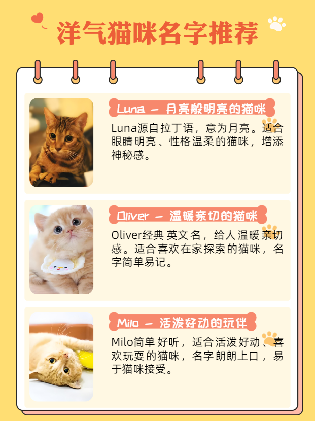 猫小魅猫小魅，神秘而可爱的猫咪-第2张图片