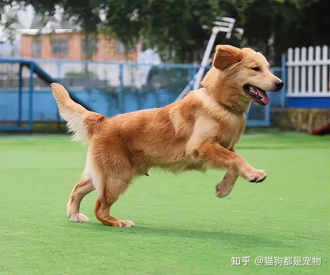 和金毛发生产关系好吗知乎和金毛发生产关系的好坏是一个复杂的问题，涉及到多个因素。首先，我们需要明确金毛的定义和特性，以便更好地探讨其与人类生产的关系。-第3张图片