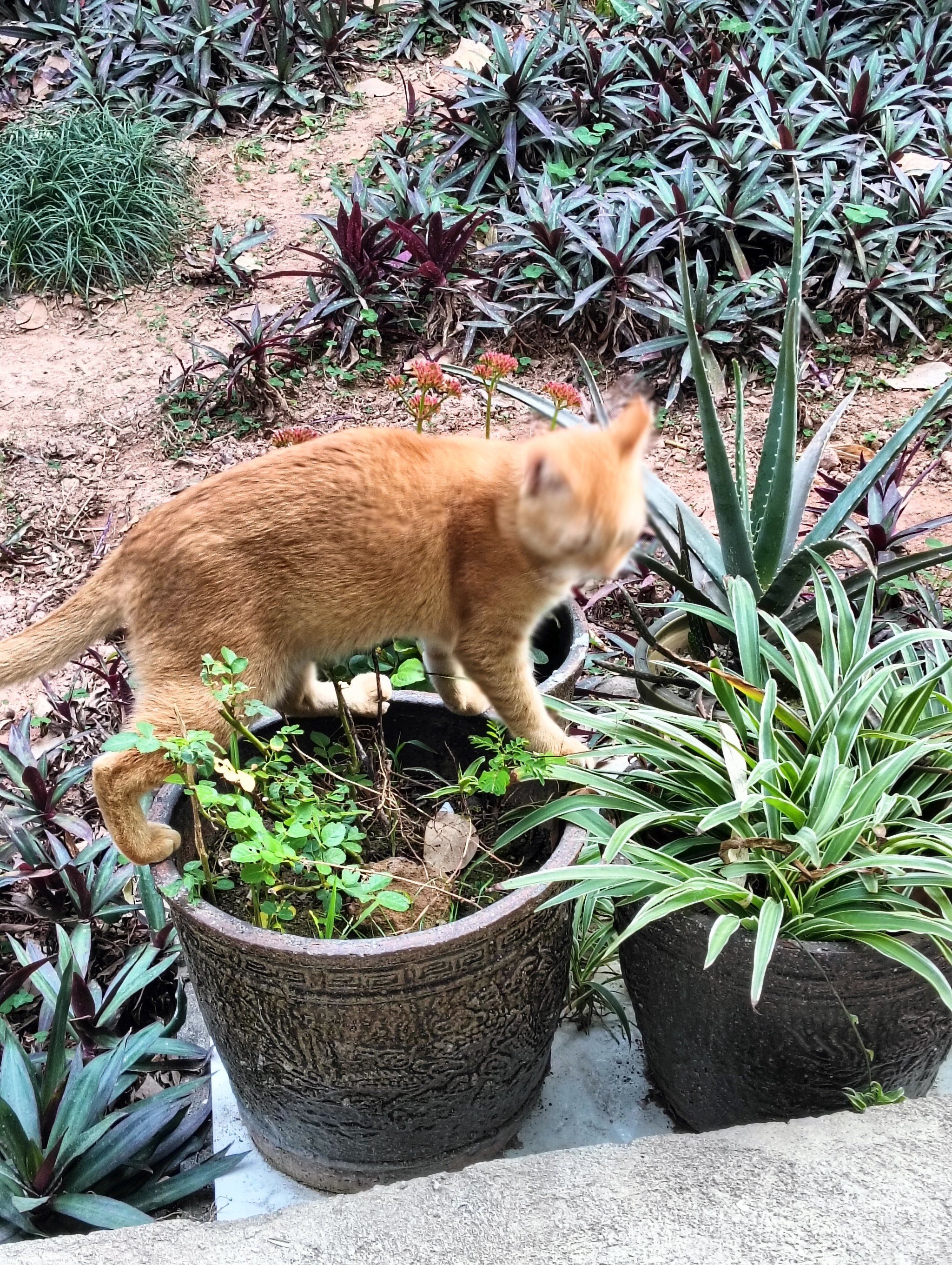 小猫咪大城市小猫咪在大城市的生活-第1张图片