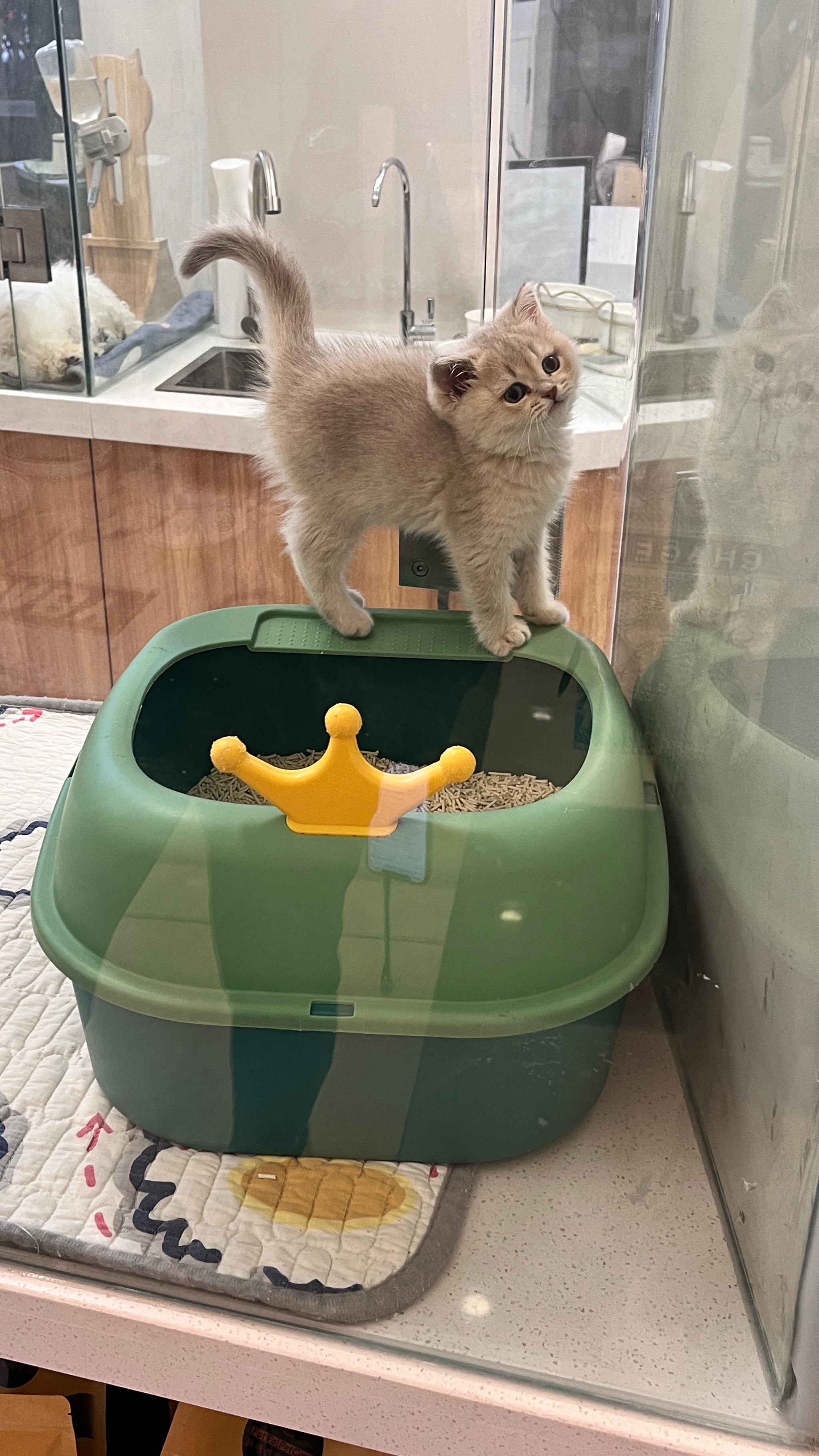 猫咪社区视频在线播放，探索猫咪生活的多彩世界