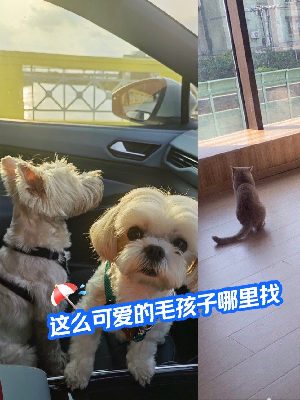 宠物论坛最大的宠物交流平台宠物论坛，宠物爱好者的交流平台-第2张图片