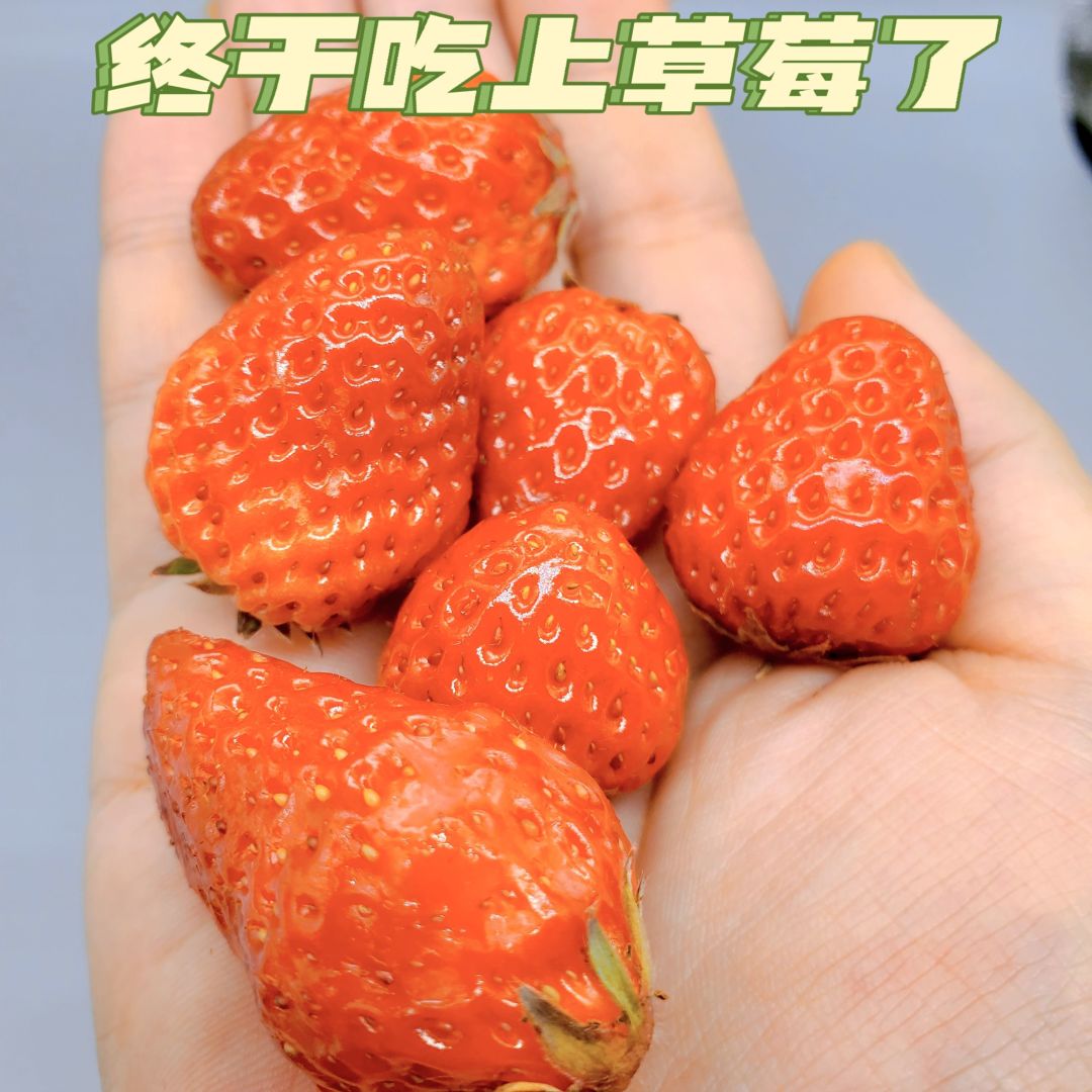草莓视频在线观看免费完整草莓视频在线观看免费完整文章-第2张图片