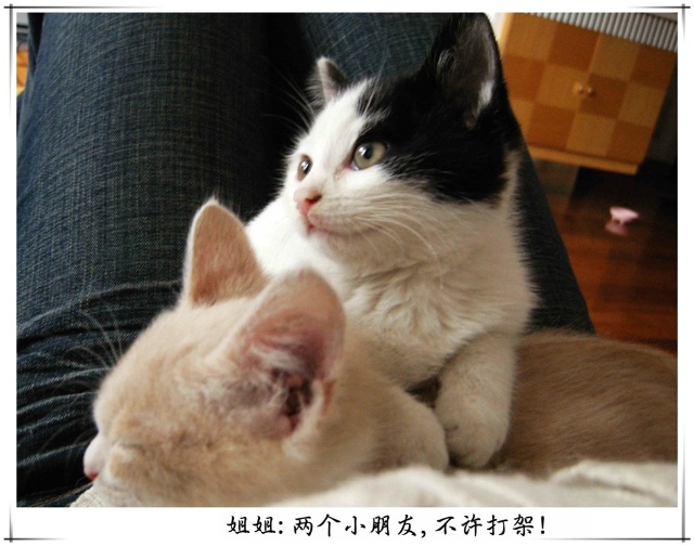 姐姐的朋友3中文高星空姐姐的朋友——三中文字线观高清