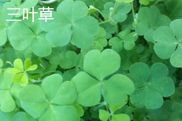四叶草和四叶草四叶草在欧洲与国产之间的区别-第2张图片