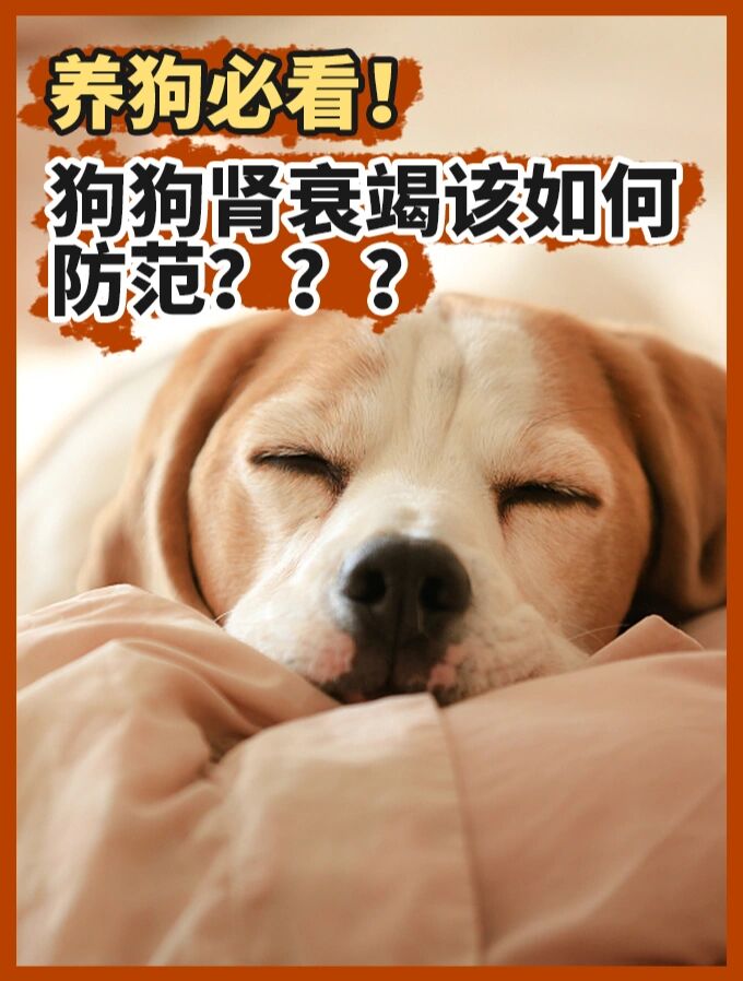 废弃厂狗狗上小说废弃厂中的狗狗轮着上-第2张图片