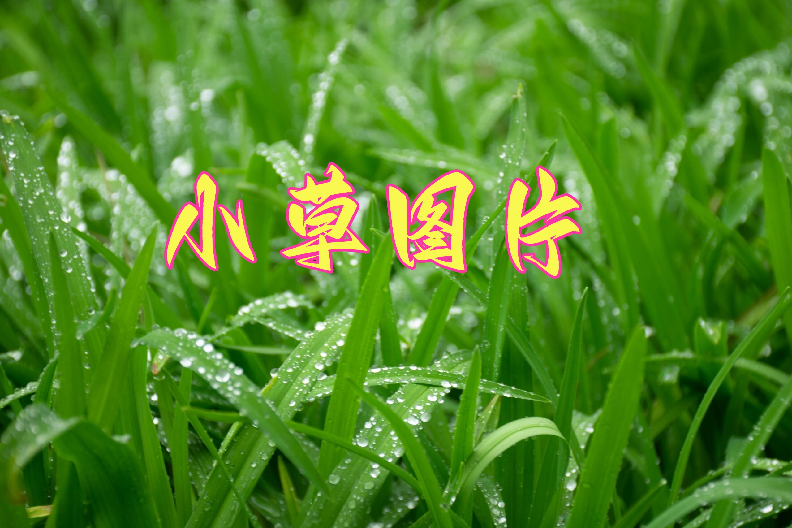 小草CC的博客，探索自然之美