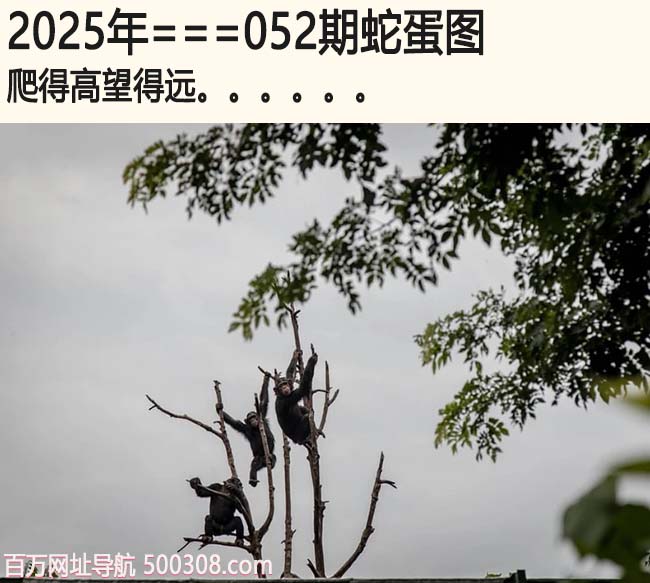 二四六天天彩资料大全网最新香港正版资料大全免费歇后语-第3张图片