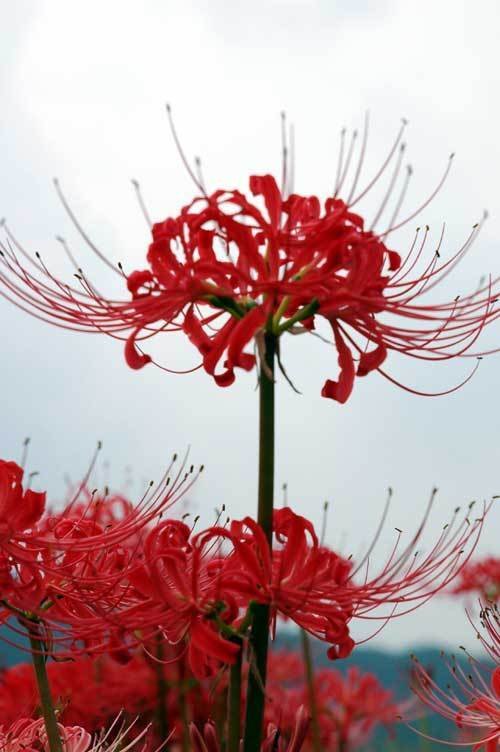 魔法神花魔法神花，神秘世界的瑰宝-第2张图片