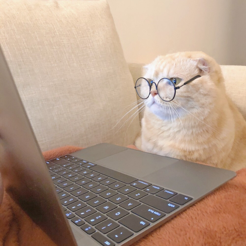 猫猫网名昵称猫猫网，宠物爱好者的乐园-第2张图片