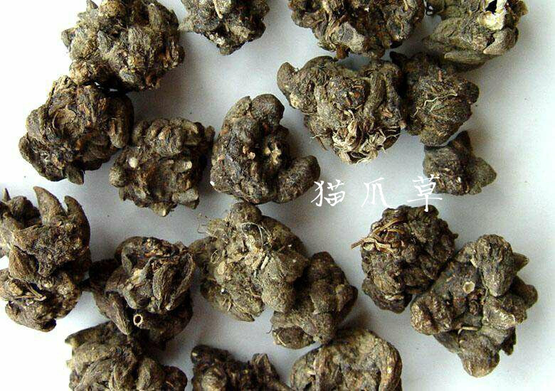 17草名字蘑菇草之名-第3张图片