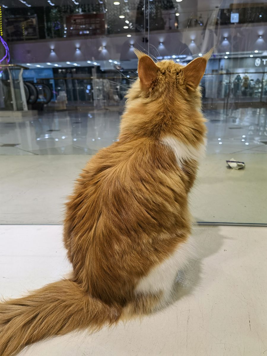 老版猫咪3.0.1的优势老版猫咪3.0.1，宠物界的经典之作