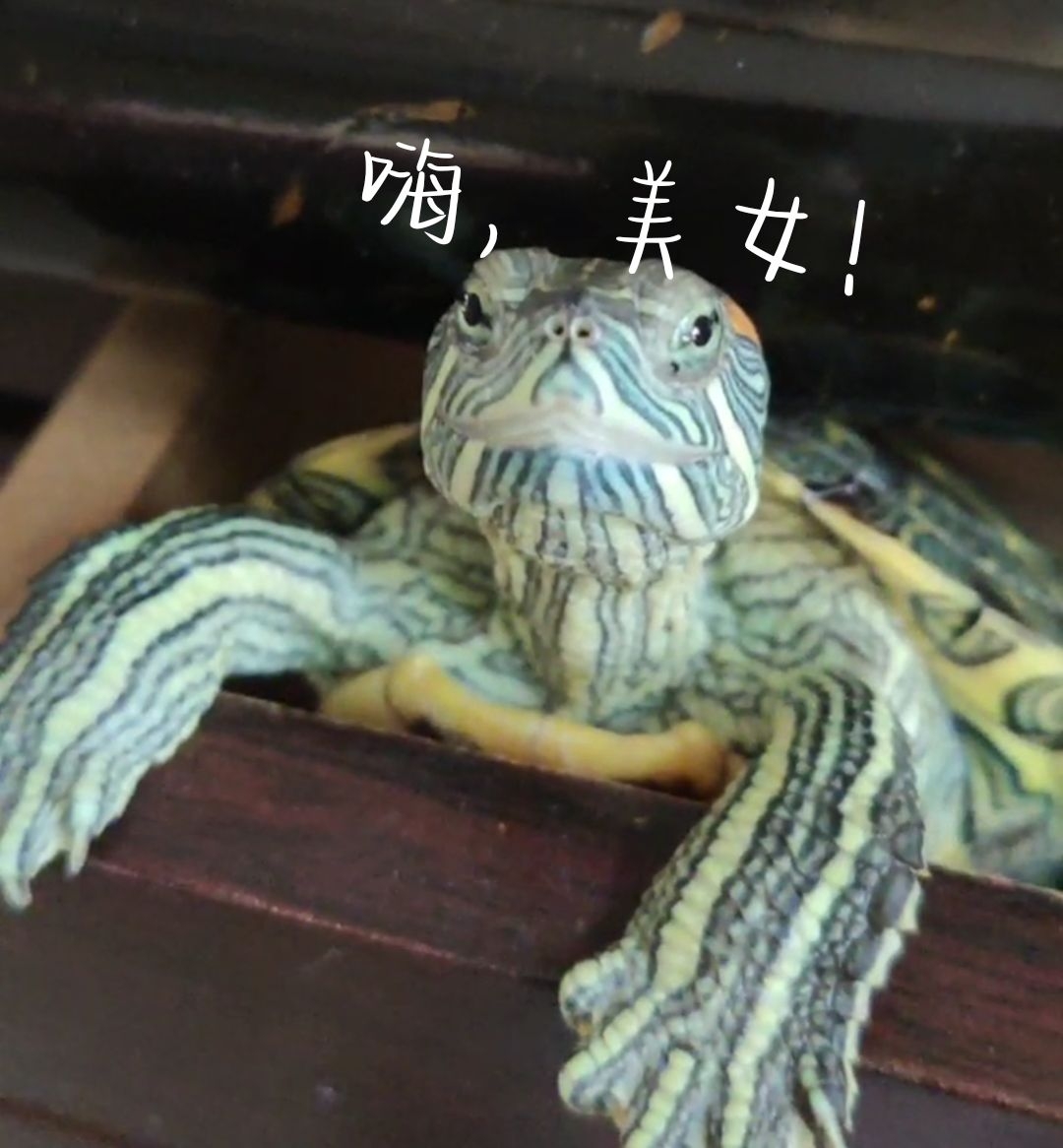 老头的大包老头的大龟挺进秀婷小说