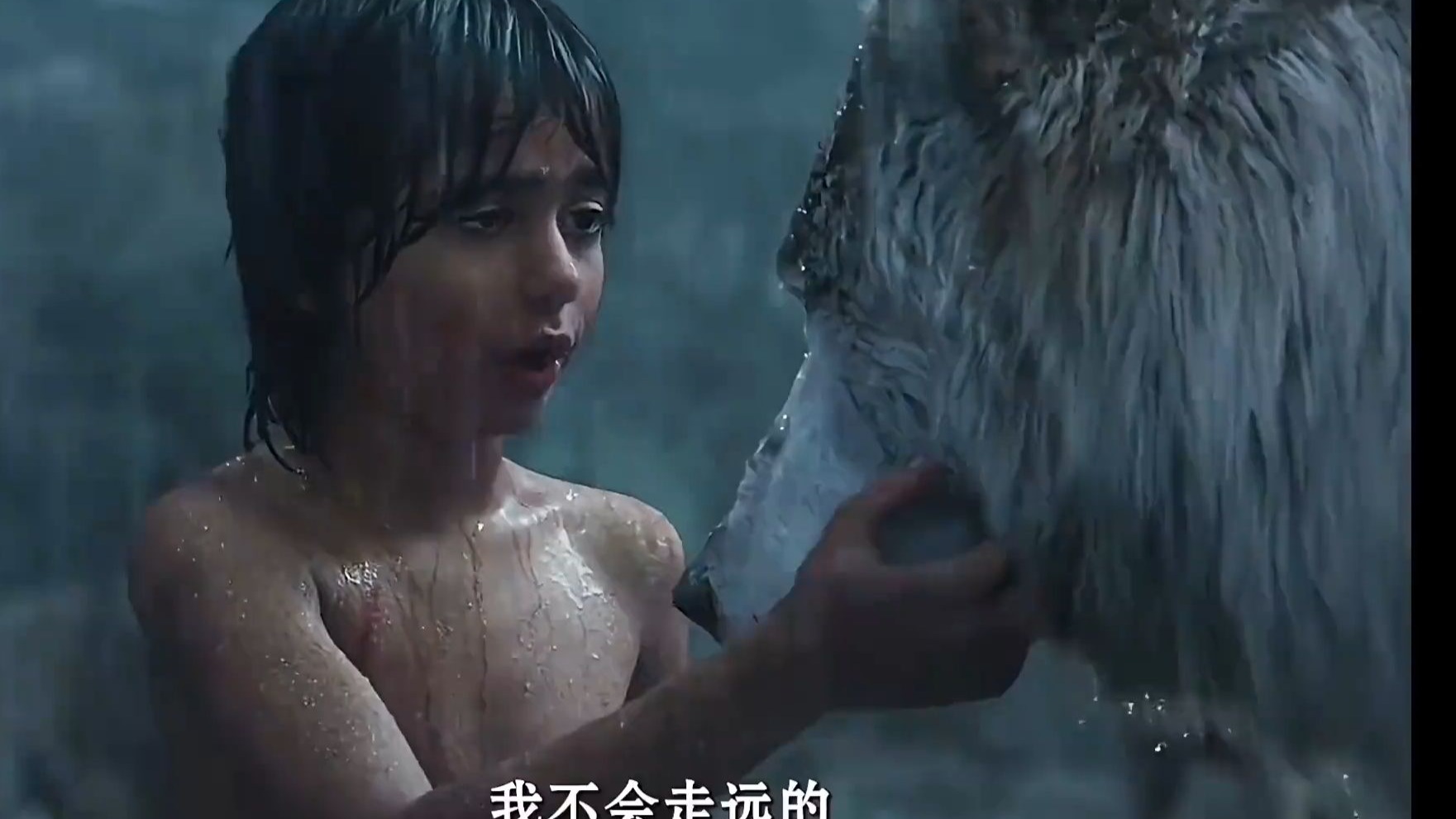 狼群视频在线观看免费官网探索-第2张图片