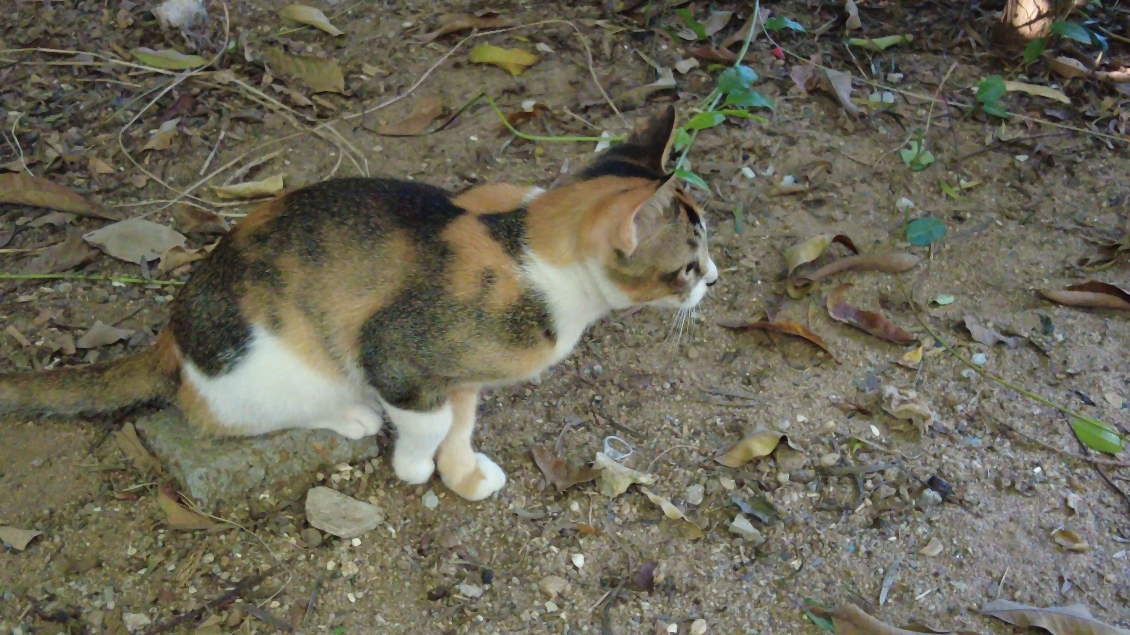 三脚猫网络科技有限公司三脚猫论坛，探索网络交流的新天地