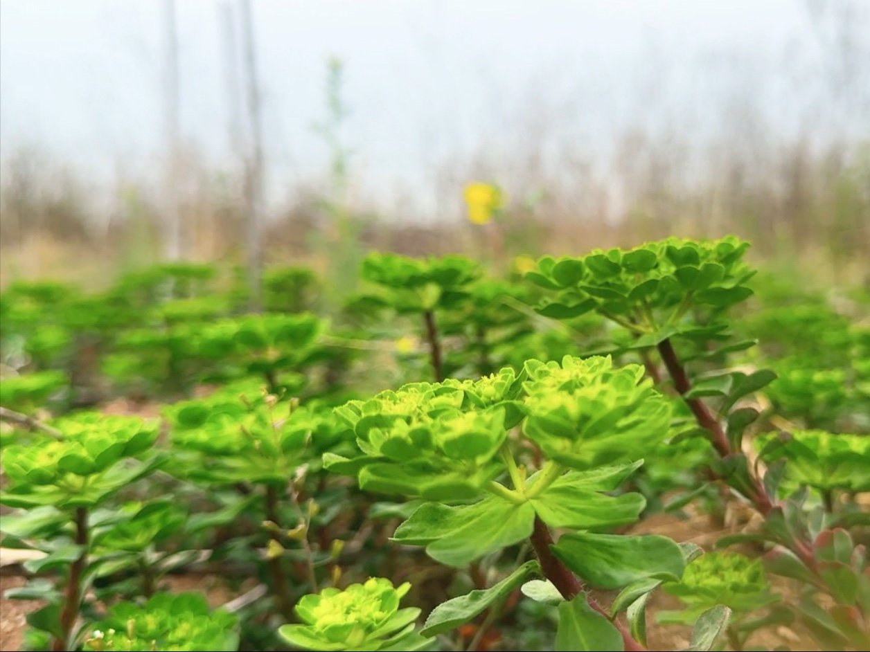 野花社区视频1 - V666AV野花社区视频一探究竟-第2张图片
