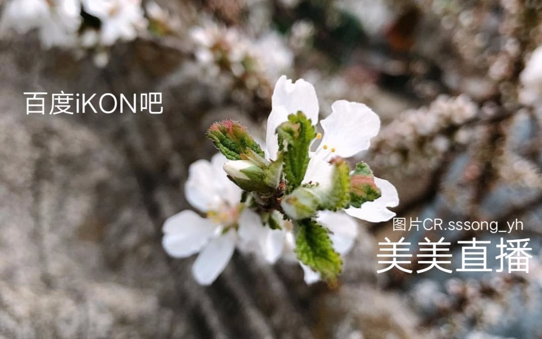 樱花直播平台下载安装樱花直播平台下载安装攻略-第2张图片