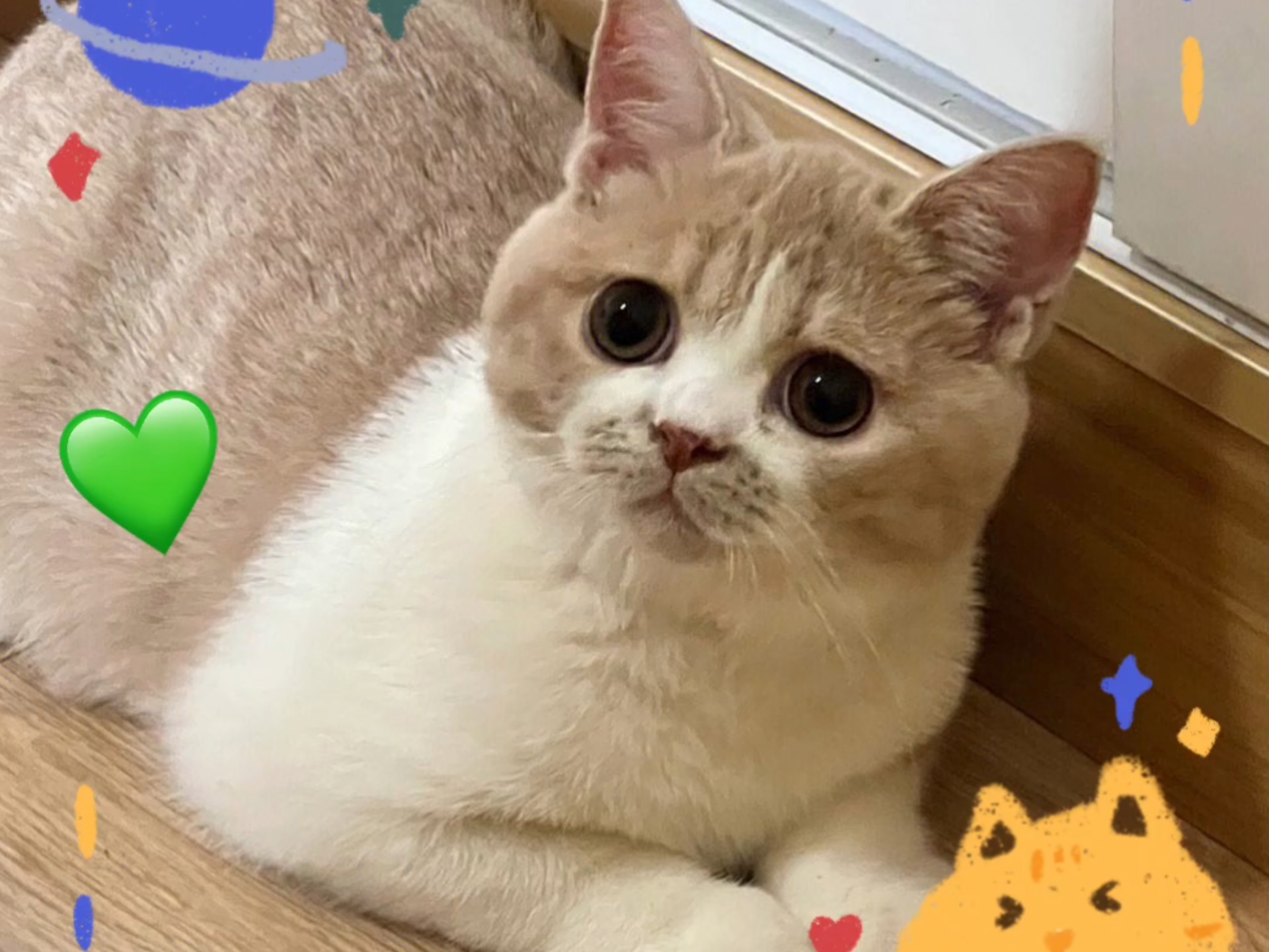 猫咪社区高清视频在线观看-第2张图片