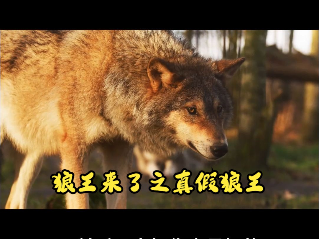 广西的狼精英主论坛广西狼精英主论坛，探索狼性精神的卓越之地