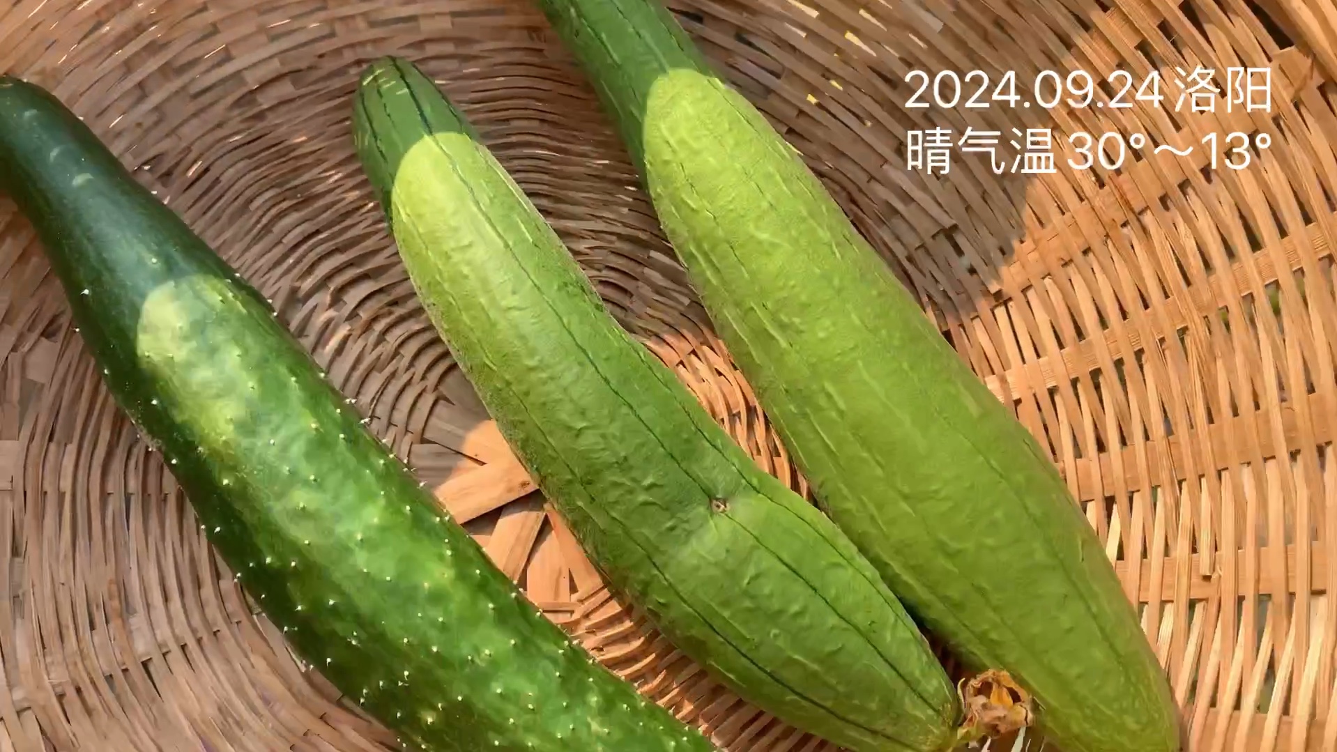 黄色软件草莓丝瓜秋葵免费苹果黄色软件泛滥，草莓丝瓜秋葵免费苹果的陷阱与警示-第2张图片