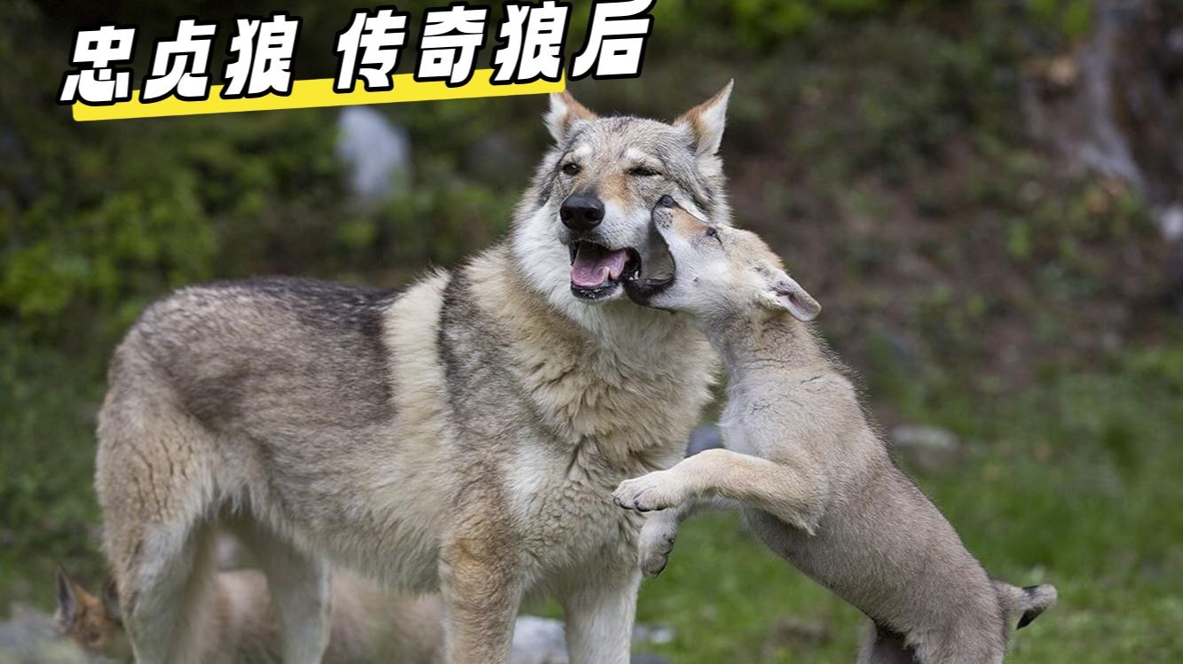 芬利尔狼芬利尔狼，神秘的狼族传奇-第2张图片