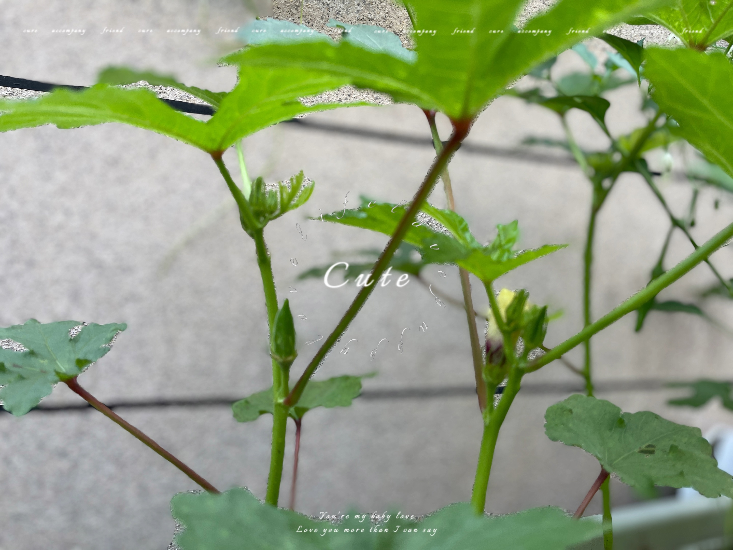 丝瓜秋葵草莓香蕉榴莲绿大全在线丝瓜、秋葵、草莓、香蕉、榴莲、绿大全