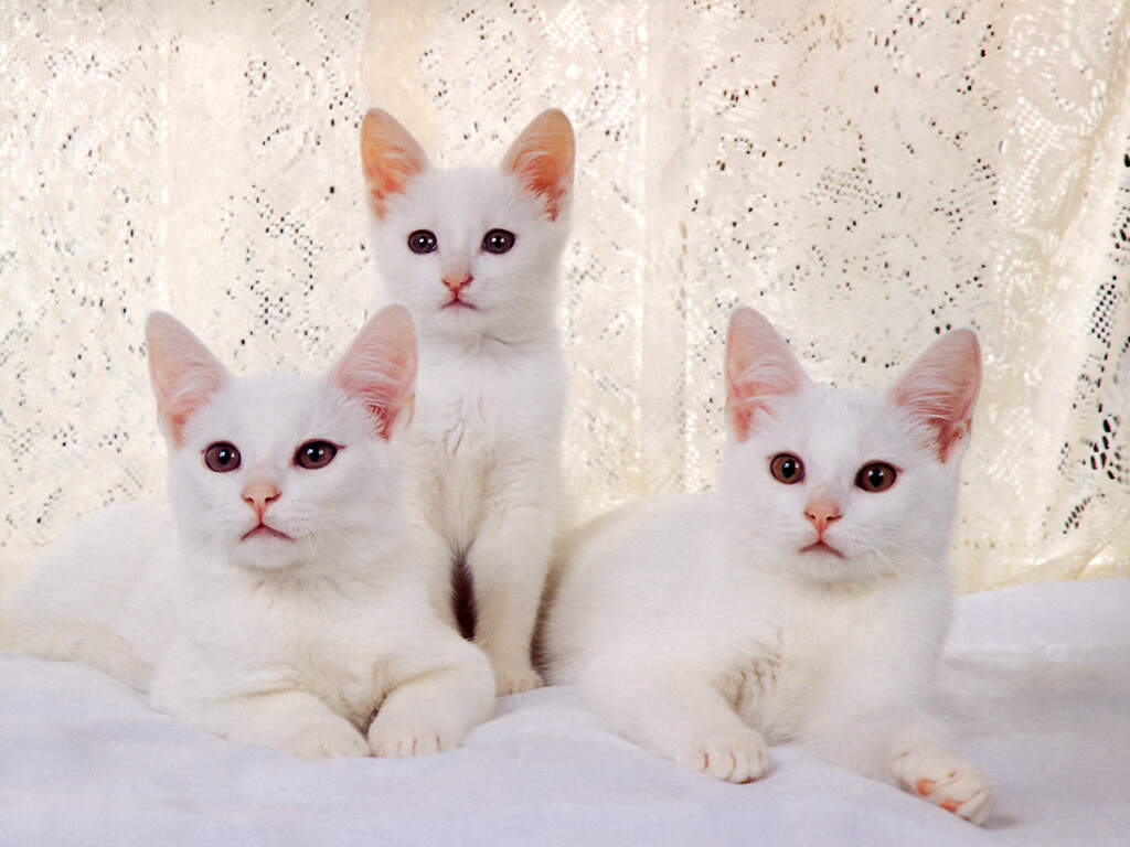 新版猫咪2.0，宠物新时代的来临