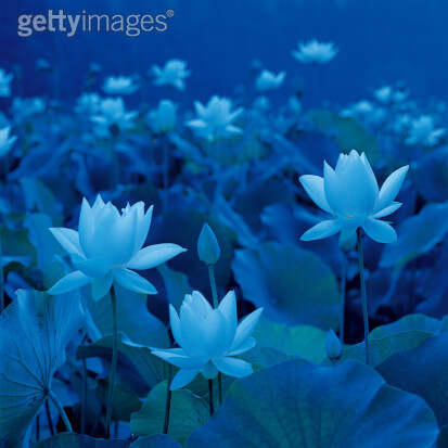 莲花盘坐整根吸入H莲花盘坐整根吸入