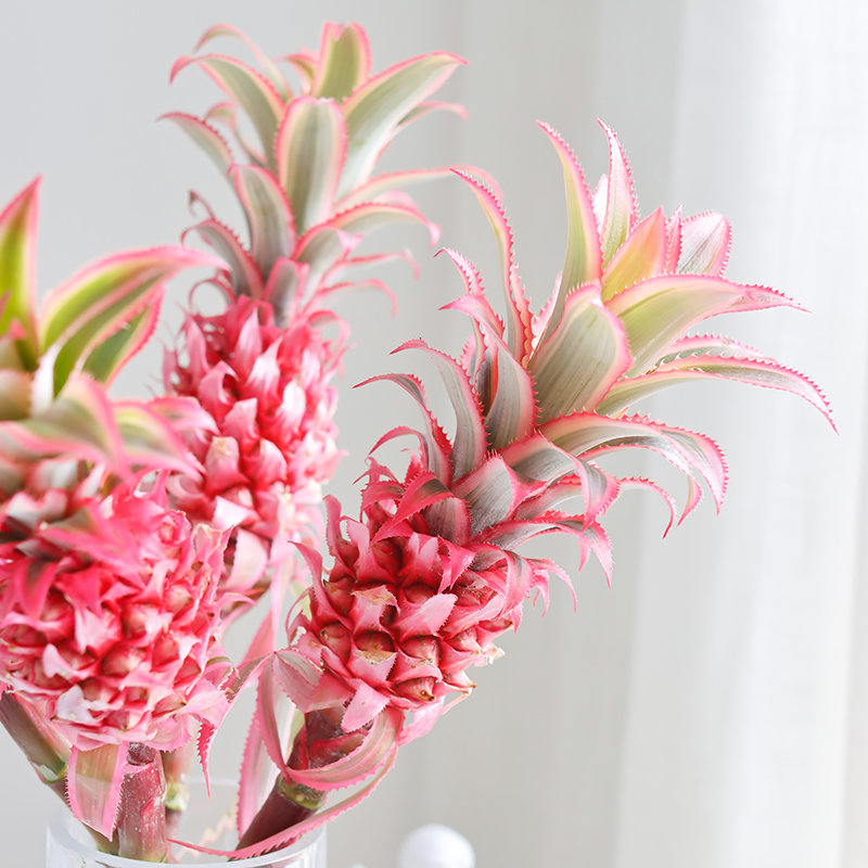 台湾鲜花配送台湾鲜花之美