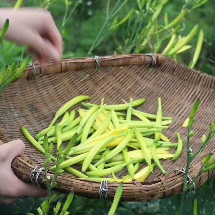 忘忧草视频网忘忧草视频网，探索视频世界的奥秘-第1张图片