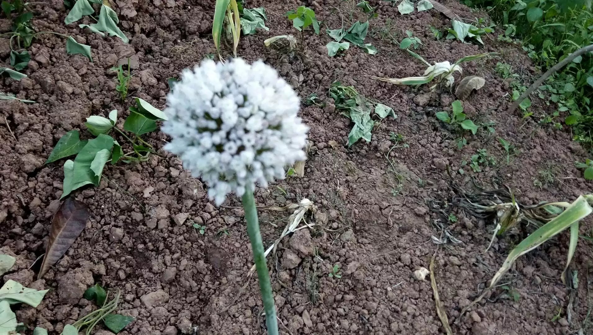 野花社区视频1 - V666AV野花社区视频一探究竟