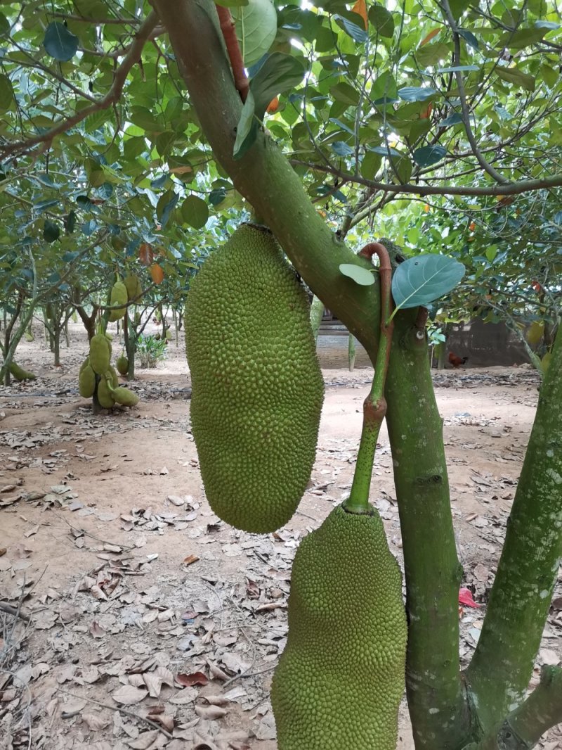 菠萝菠萝蜜高清视频免费看-第2张图片