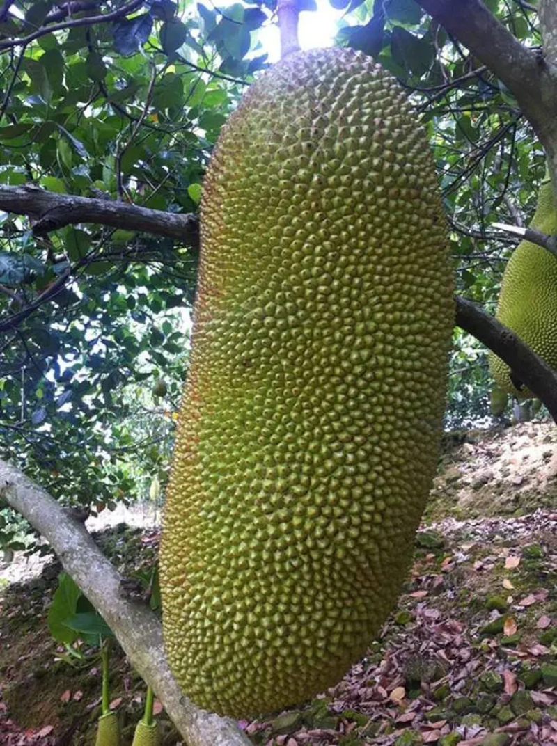 菠萝蜜app视频入口菠萝蜜APP视频入口介绍