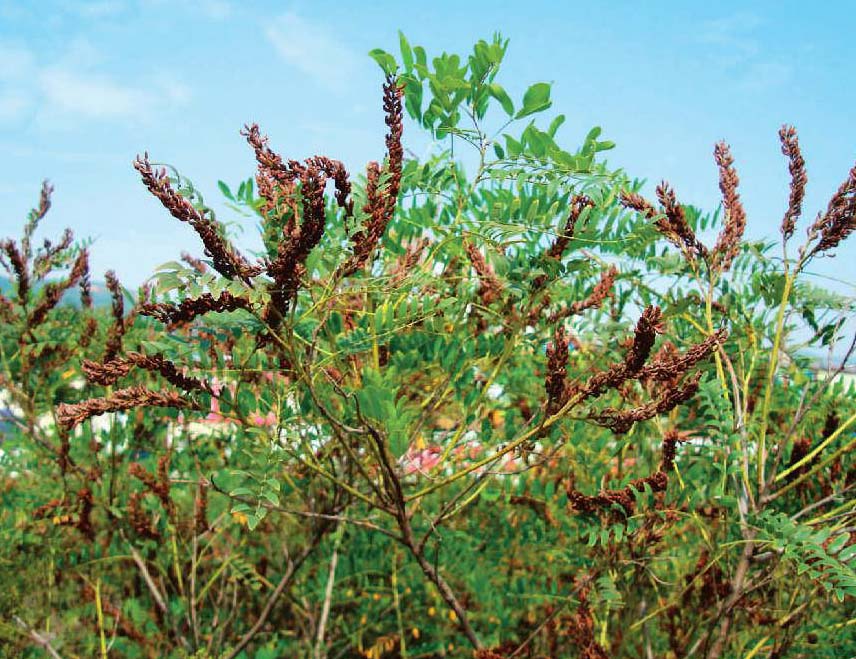 他的舌头探入蜜源毛毛虫说说DB他的舌头探入蜜源毛毛虫-第2张图片
