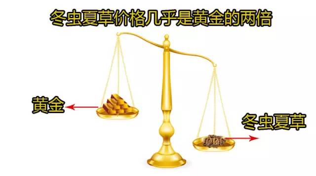 17草名字蘑菇草之名