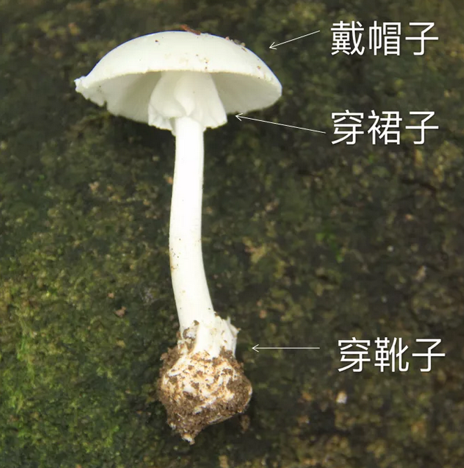 精产国品一二三产区蘑菇视频介绍
