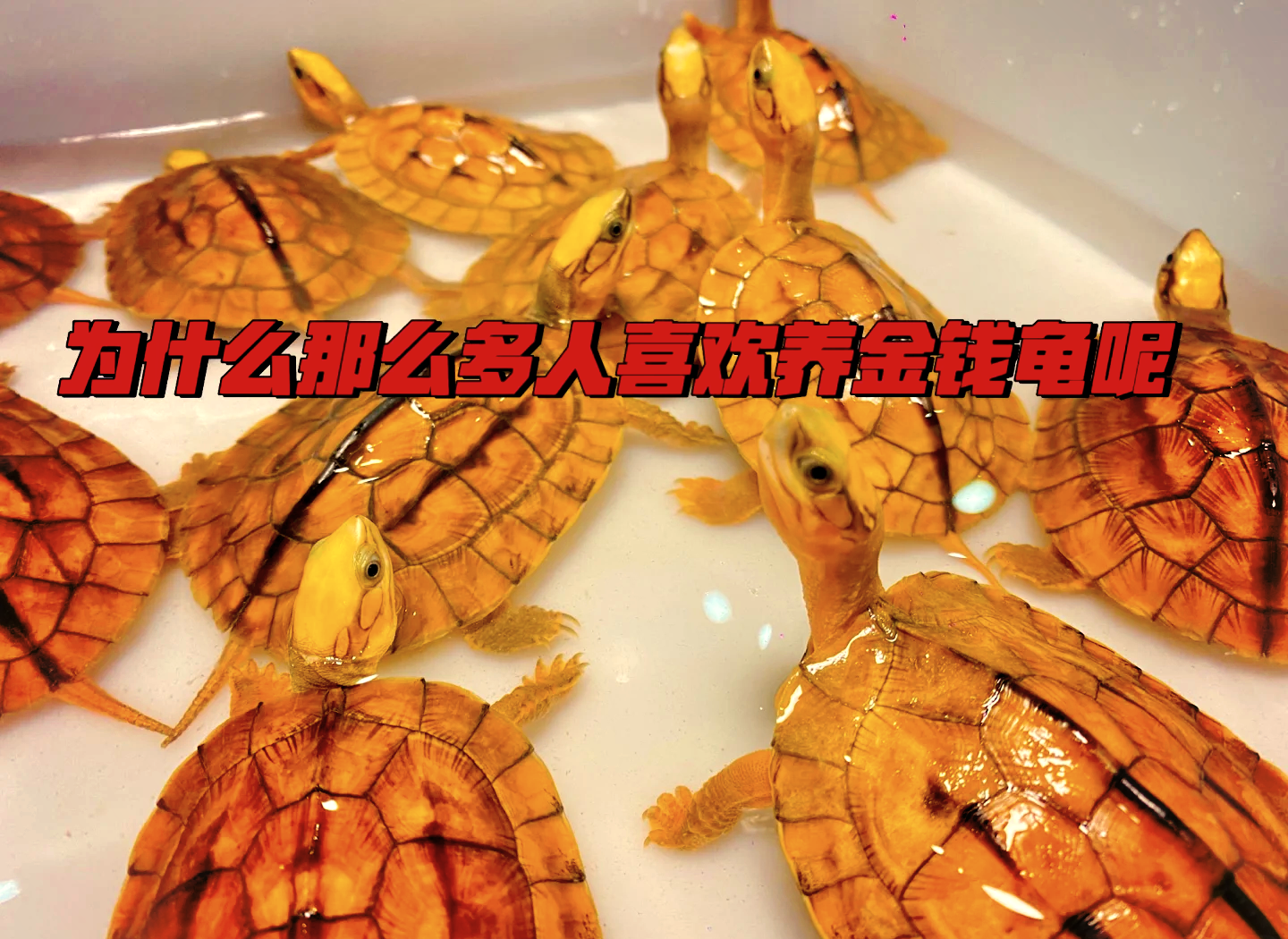 金钱龟价格，市场动态与影响因素