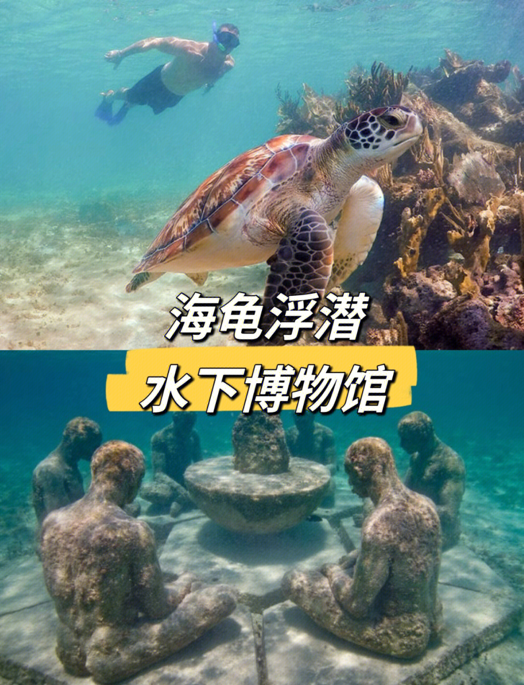 小海龟的奇妙世界-第2张图片