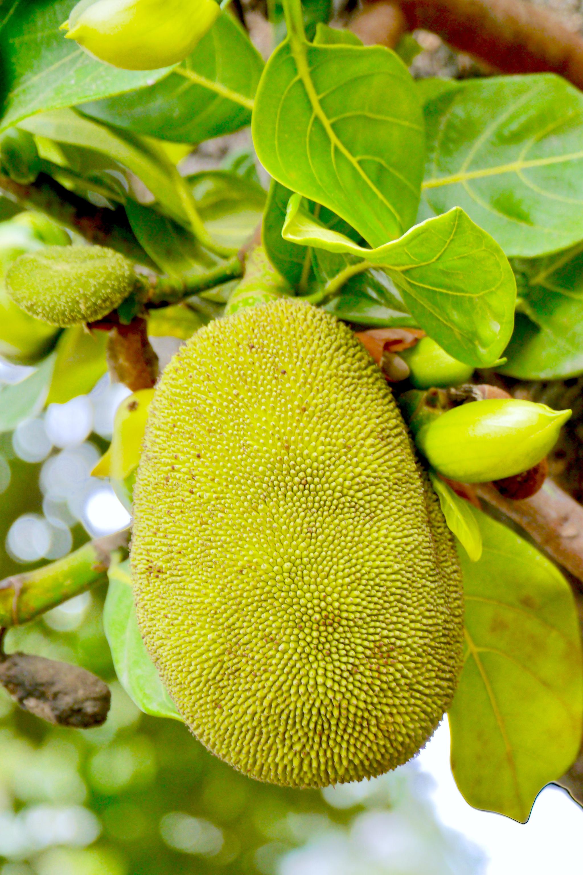 菠萝菠萝蜜视频免费观看播放菠萝菠萝蜜视频免费观看