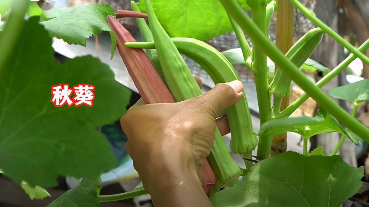 榴莲app下载汅api免费秋葵在线观看榴莲APP下载与汅API免费使用，秋葵在线观看体验-第3张图片