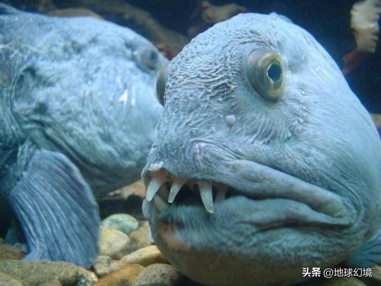 蝌蚪香蕉在线观看视频蝌蚪香蕉在线观看视频