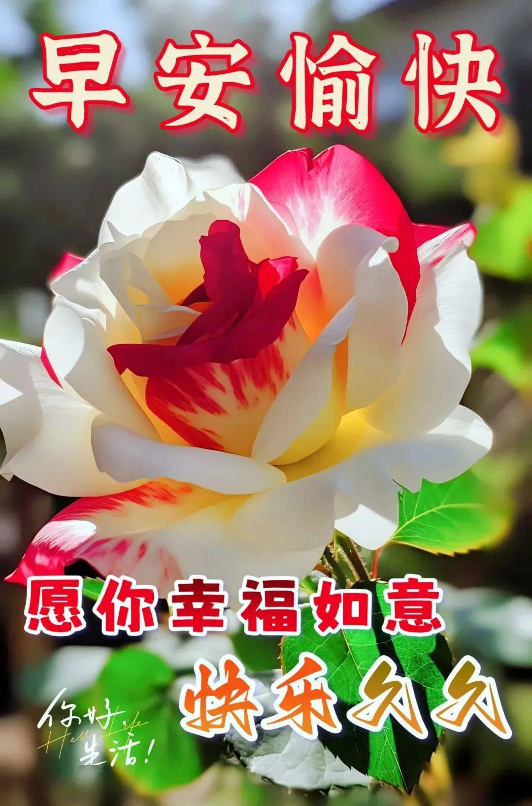 好日子论坛，探索生活中的美好时刻