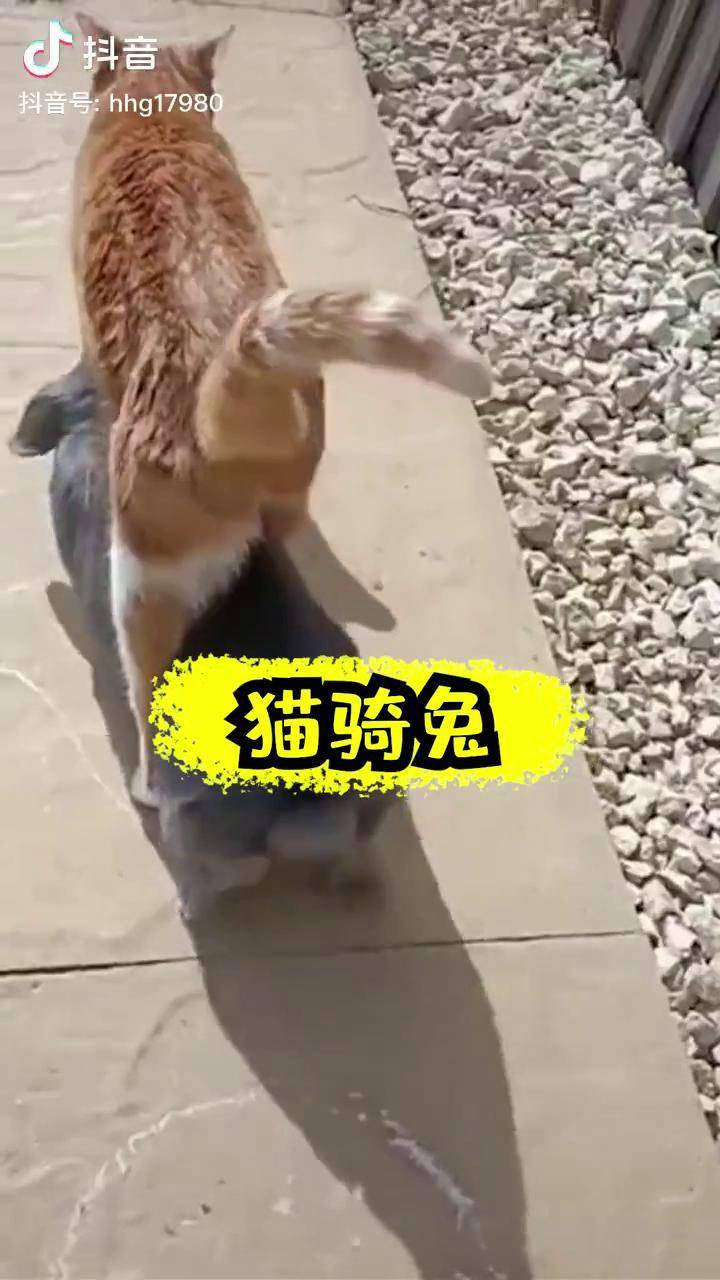 两个大兔子抖来抖去的图片两个大兔子抖来抖去的图片-第1张图片