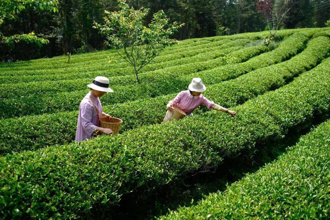 以茶入药，绮罗之探索-第3张图片